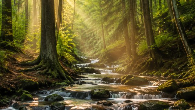 Stunning Forests: Nature's Tranquility for Your Screens | 99 dewa login, jose mourinho as roma