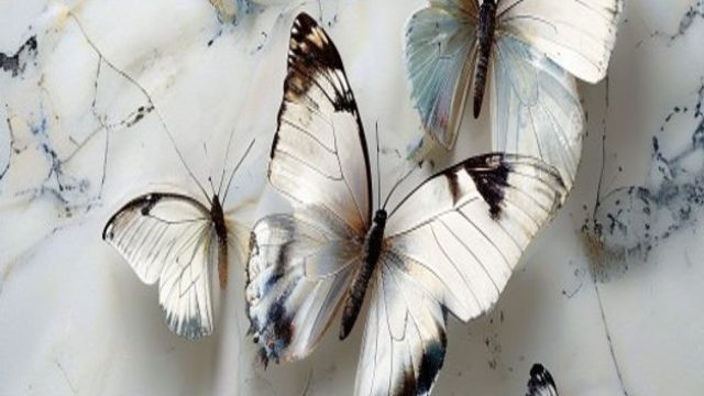 Captivating Nature: The Serenity of Marbled White Butterflies | slot alfa138, game slot game slot, m