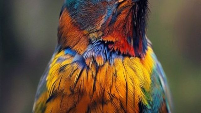 Stunning Bird Portraits: Nature's Avian Artistry | mpo alternatif, how to solve rubik 3x3 fast, sky7
