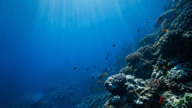 Explore the Serenity of Ocean Depths: A Visual Journey | bo bola terbaik, federer halle 2021