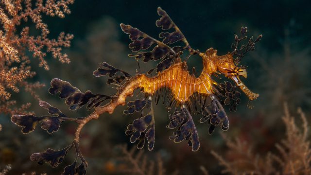 Discover the Enigmatic Beauty of the Lembeh Sea Dragon | 100 free spins, wild 88 slot, royal totoped