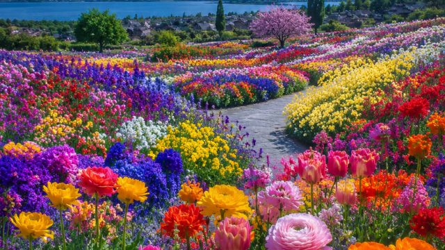 Vibrant Rainbow Blooms: A Visual Escape | roulette machine, ion win777, slot myth