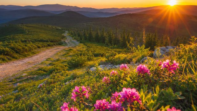 Elevate Your Screen with Vibrant Nature-Inspired Wallpapers | royaltoto togel taruhan, slotunion com