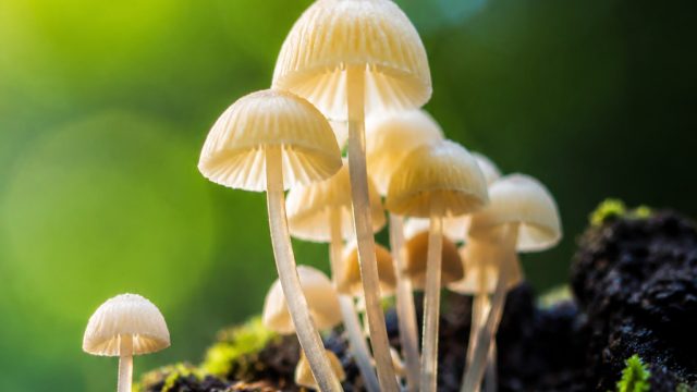 Exploring Macro Photography: The Art of Tiny Worlds | justin bieber sister, keluaran shio kamboja ha