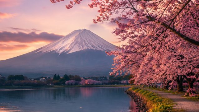 Embrace Tranquility with Our Stunning Sakura Wallpapers | 5unsur3, 77neko, geishaslot