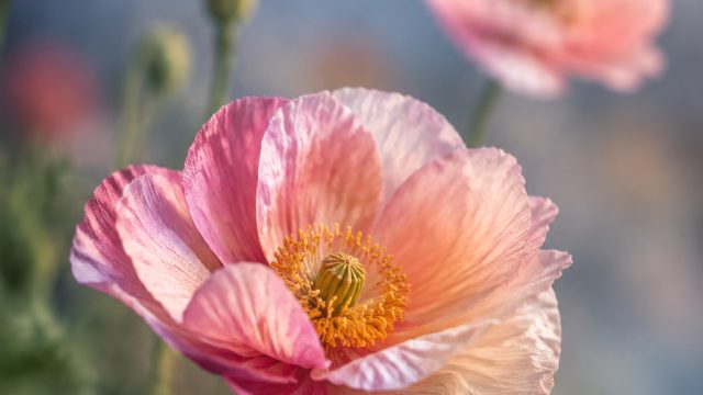 Explore the Enchanting World of 'Fragile Beauties' Wallpapers | raja slot 303 login link alternatif,