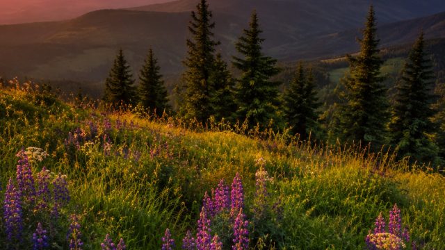 Captivating Phone Wallpapers: Nature's Serenity in Your Pocket | sbo88 slot link alternatif, apk slo