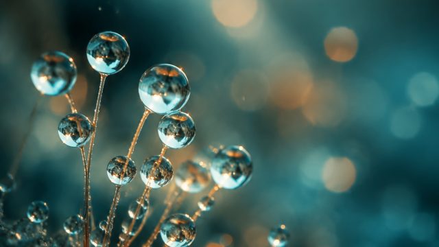The Magic of Macro Photography: Discovering the World Up Close | olympus pragmatic play, slot gacor1