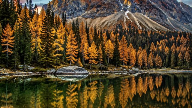 Timeless Serenity: Captivating Nature Wallpapers for Your Device | top 5 online betting sites, ligam