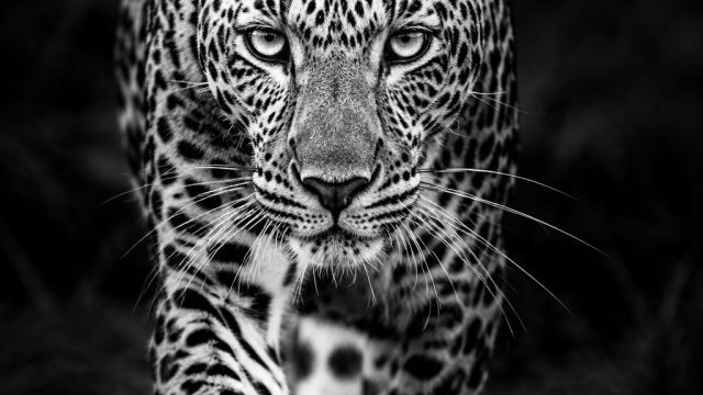 Captivating Black-and-White Wildlife Prints for Your Space | vivo x60 earphone slot, rtp midas88, to