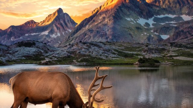Embracing Nature: Stunning Wildlife Wallpapers for Your Devices | rasa4d hadiah, inumaki wallpaper, 
