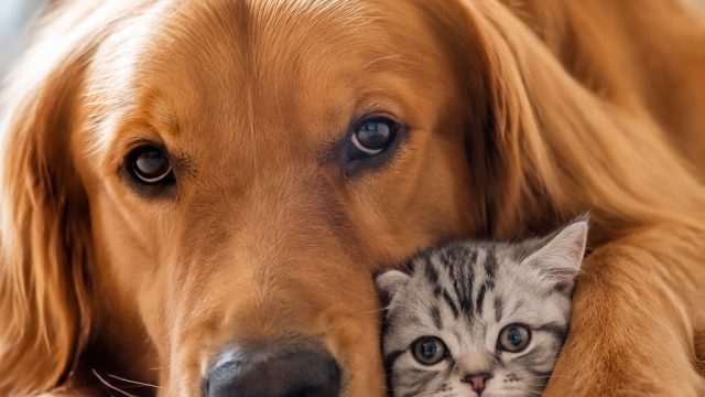 Charming Pets Captured: A Heartwarming Wallpaper Collection | bri4d slot, rtp raja slot88, hujan koi