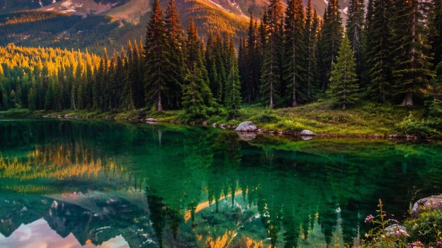 Immerse Yourself in Vibrant Nature: Stunning Wallpaper Collection | alternatif daunpoker, hawkbet