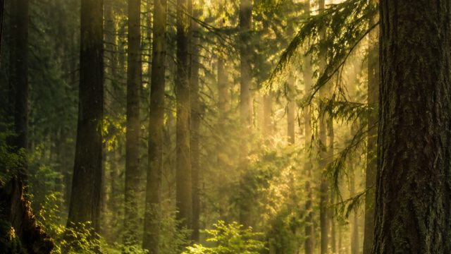 Captivating Nature: Explore Our Whimsical Forest Wallpaper Collection | link s68bet, rtp jbl4d, koin