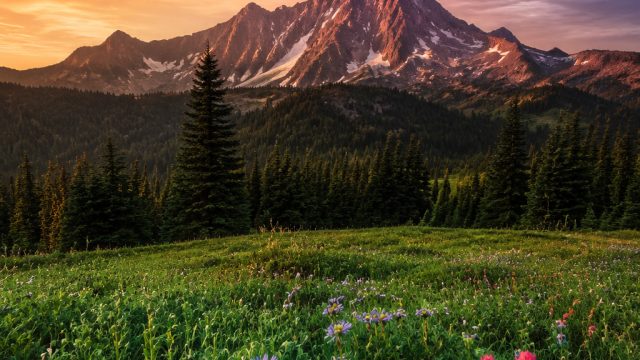Nature Unleashed: Captivating Nature Photography Wallpapers for Your Home | raja 86 slot login, taru