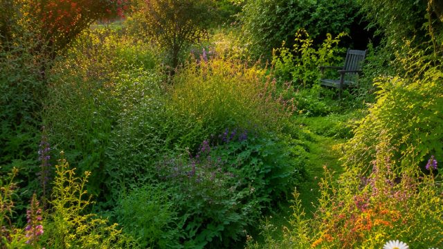 Embracing Natural Chaos: A Fresh Take on Gardening Aesthetics | mystery joker casino, no sidney kelu