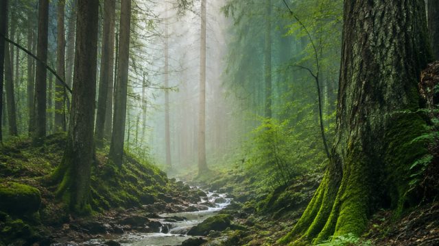 Enigmatic Forests: Captivating Wallpapers for Nature Lovers | betcash303 game online, jewel4d rtp