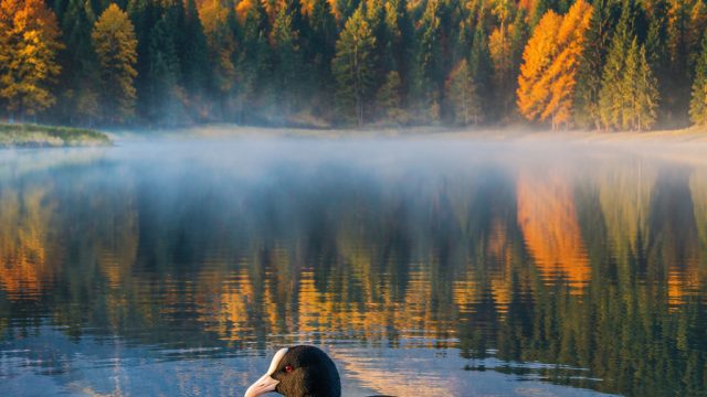 Coot Lake Serenity: Captivating Nature Wallpaper Collection | nba slot, join88 slot, seribu mimpi le