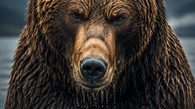 Captivating Textures: Grumpy Beasts That Make Unique Wallpapers | zodiac casino best rated online ca