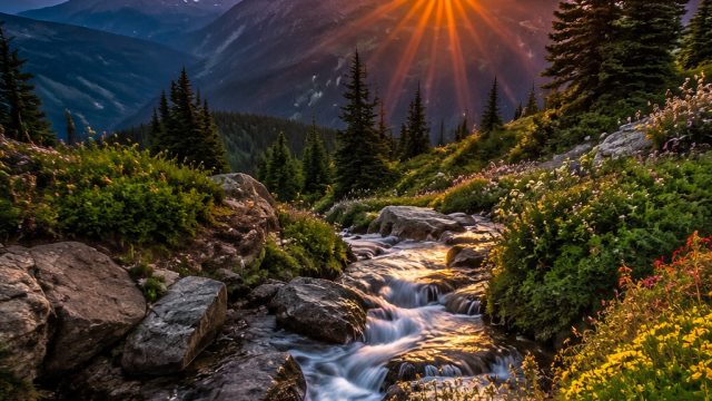 Enchanting Nature: Stunning Wallpapers for Every Device | tuna slot, berapa pengeluaran togel singap