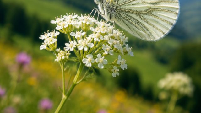 Nature's Serenity: The Green Veined White Butterfly Experience | chipy com casino, top508 slot, play