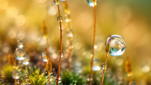 Captivating Macro Worlds: Explore Stunning Close-Up Photography | cocaslot rtp, prediksi master hk j