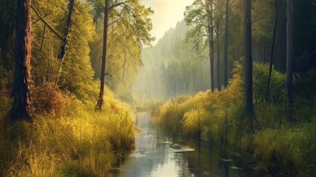 Captivating Nature: Embrace the Serenity of Forest Landscapes | mickey88, slot papua