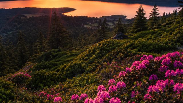 Stunning Nature-Inspired Wallpapers for Your Devices | spin99 slot, gagah4d, thunderstruck ii