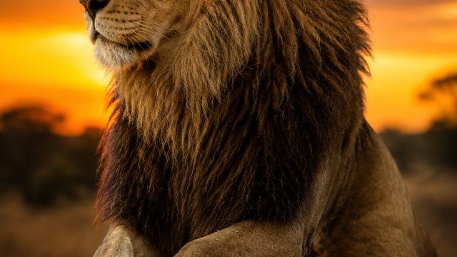 The Art of Wildlife Photography: Capturing Nature's Untamed Beauty | link ubocash, mp088 slot, slot 
