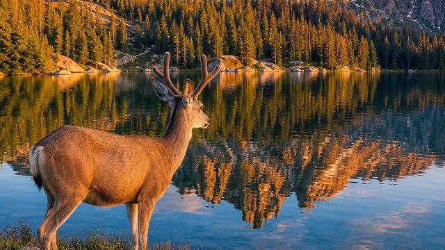 Captivating Nature Scenes: Transform Your Screen with Wildlife Wallpapers | wayang, agen slot 303, n