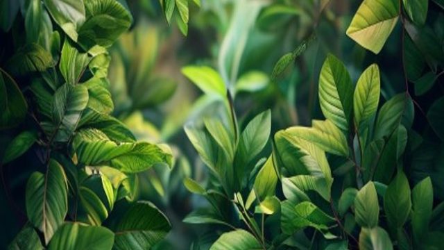 Enchanting Greenery: Nature's Palette for Your Screens | best online casinos free spins no deposit, 