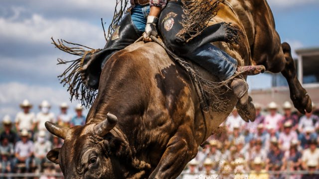 Vibrant Rodeo Spirit: Capturing the Energy of Champions | panda jago slot online, tga slot, rtp band
