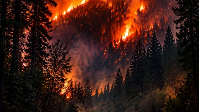 Captivating Nature: Wildfire-Inspired Wallpapers for Your Screen | action cards poker, synthesia dow