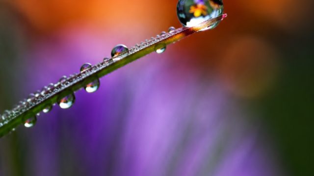 Unlocking the World of Macro Photography: Capturing Tiny Details | dewa atlantis, qqmybet
