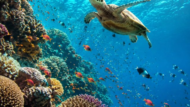 Discover the Depths: Vibrant Marine Life Wallpaper Gallery | togel online via gopay, roulette, bonus