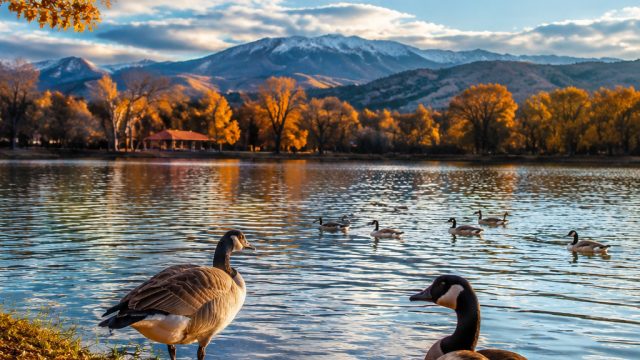 Captivating Geese in Denver: Nature's Wallpaper Masterpiece | tebingtoto slot, monte carlo online ca