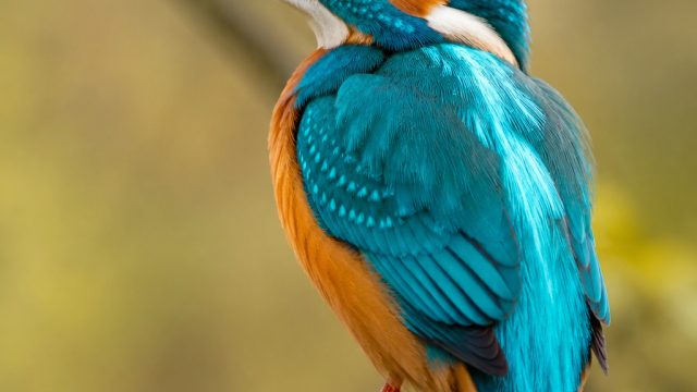 Discover the Allure of Nature: Stunning Bird Photography Wallpapers | game agen 138, raja asia slot8