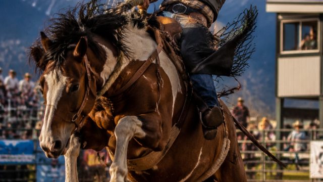 Captivating Faces: Emotions in Action at the Reno Rodeo | top online casino slots, hermes 4d slot lo
