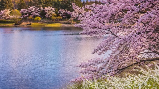 Embrace Nature's Calm: Stunning Japanese Landscape Wallpapers | slot sensa 138, harga bola basket jr