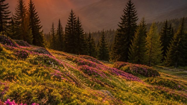 Captivating Nature Photography: A Journey Through Landscapes | kuy138 rtp, 4d 4dsetan slot