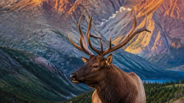 Experience the Beauty of Nature Through Stunning Wildlife Wallpapers | thor89 slot, 98 toto art, ada