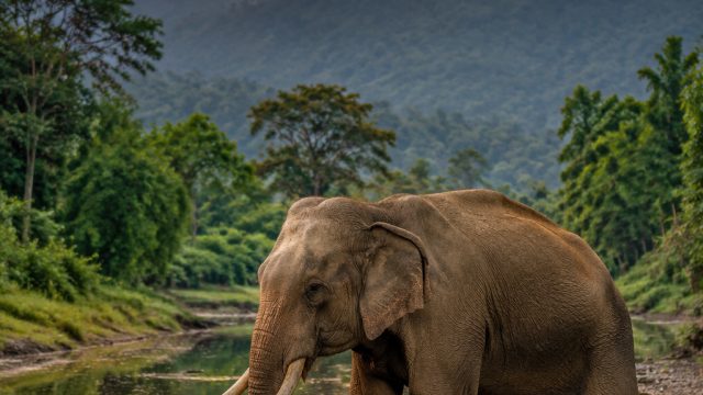 Captivating Wildlife Photography: Nature's Beauty for Your Screen | mega288 login, trik bermain domi