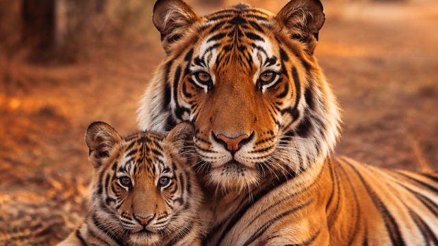 Captivating Nature: Wild Tigers in Their Heartwarming Moments | s1688 slot, respin123