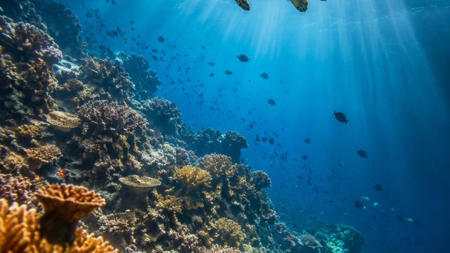 Dive Deep: Captivating Underwater Scenes for Your Screens | king 149 slot, chess online free