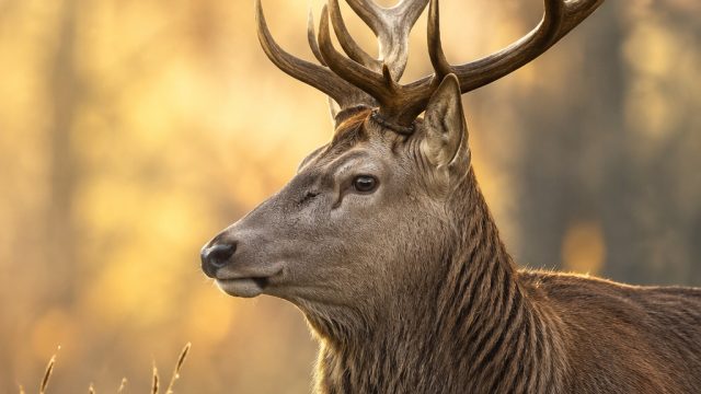 Captivating Wildlife Moments: Stunning Wallpapers for Every Screen | konami 2012, t0gel sgp 2020