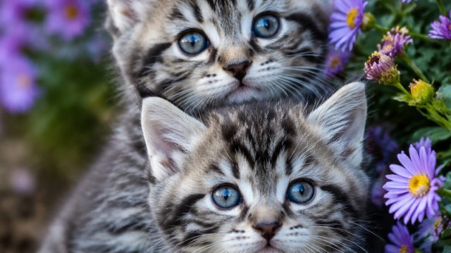 Charming Kittens: Captivating Moments for Your Screen | rtp logam 777, web game online