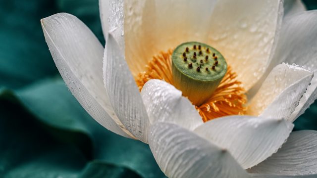Embrace the Detail: Captivating Macro Photography for Your Screens | bolagila asia, pokercc net, slo