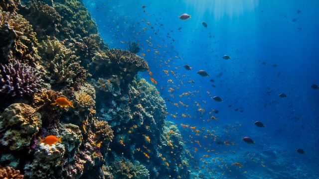 Explore the Mesmerizing Depths: Underwater Wonders for Your Screen | la liga 2020 to 2021, sonic riv