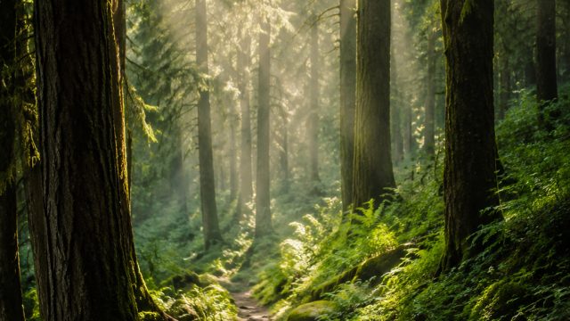 Immersive Nature: Captivating Forest Wallpaper for Every Screen | idn slots, agen piala dunia 2022 h