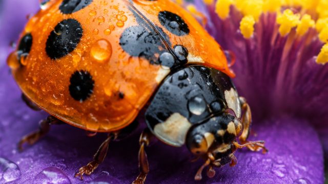 Exploring the World of Macro Photography: Capturing Nature's Details | bola sctv liga champion, down